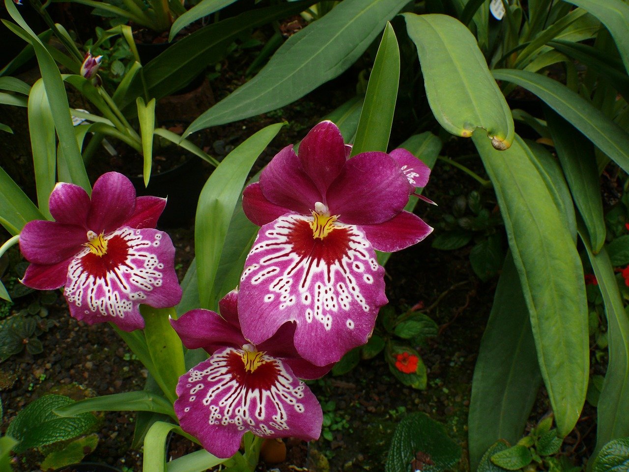 Ve skleníku se může dařit orchidejím