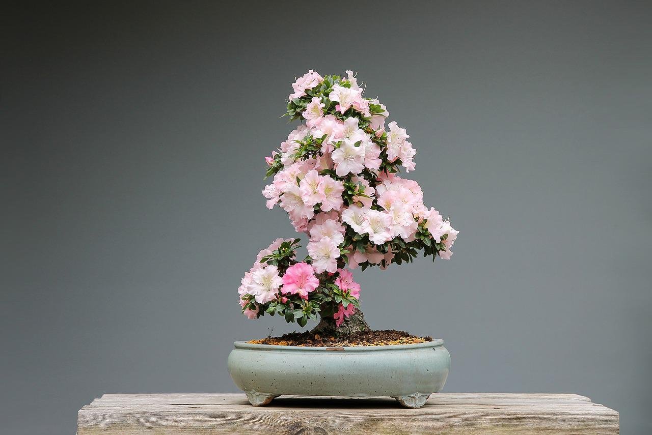 Půvabná bonsaj rododendronu