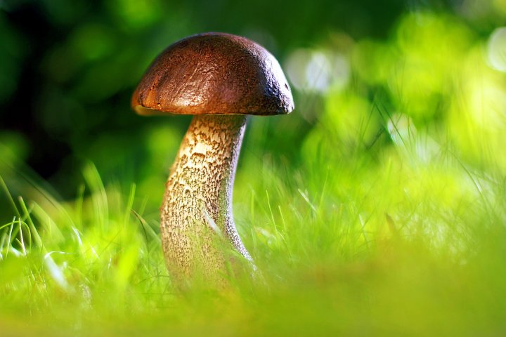 Jak správně sušit houby? Existuje nejméně 5 spolehlivých způsobů!
