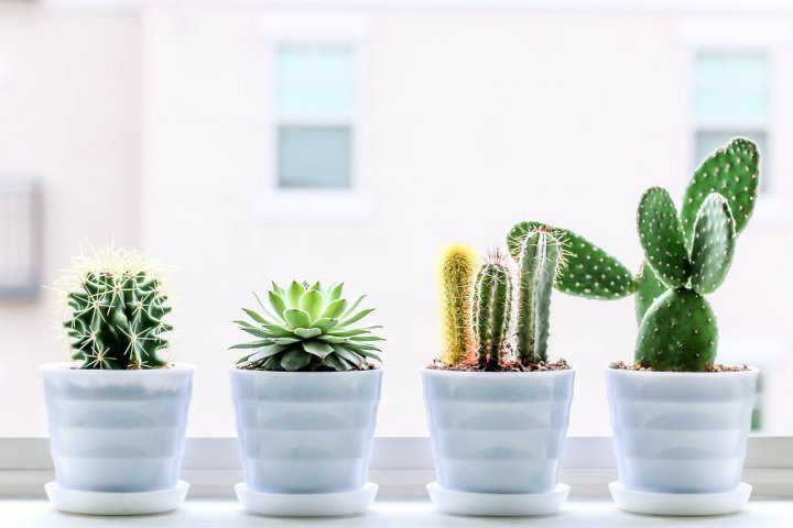 Jak pěstovat kaktusy – praktické rady, které přijdou vhod především začátečníkům