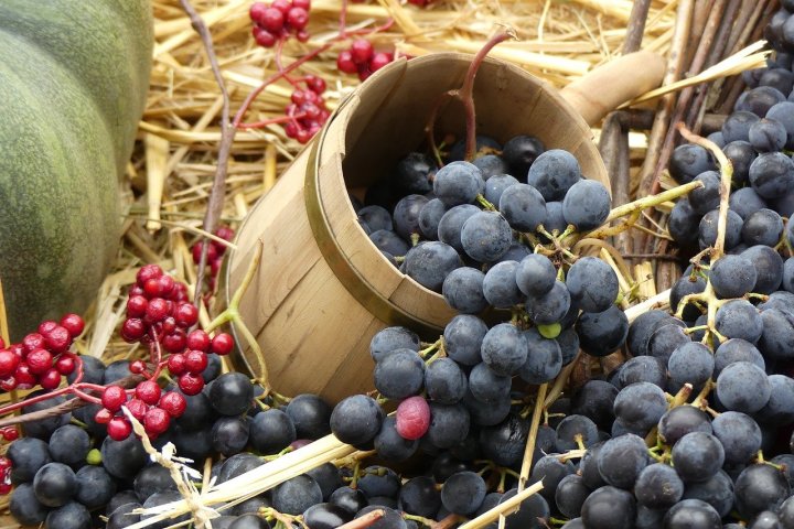 Chystáte se na vinobraní? Představíme vám slavnosti vína, které stojí za to navštívit